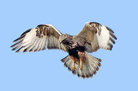 Rough-legged Buzzard