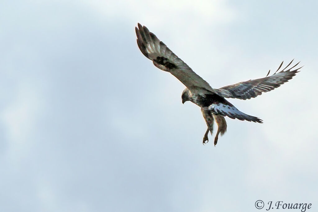 Rough-legged Buzzard, Flight