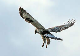 Rough-legged Buzzard