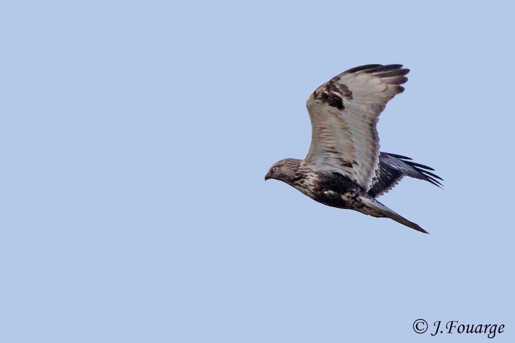 Rough-legged Buzzard, Flight