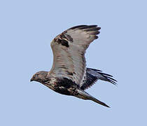 Rough-legged Buzzard