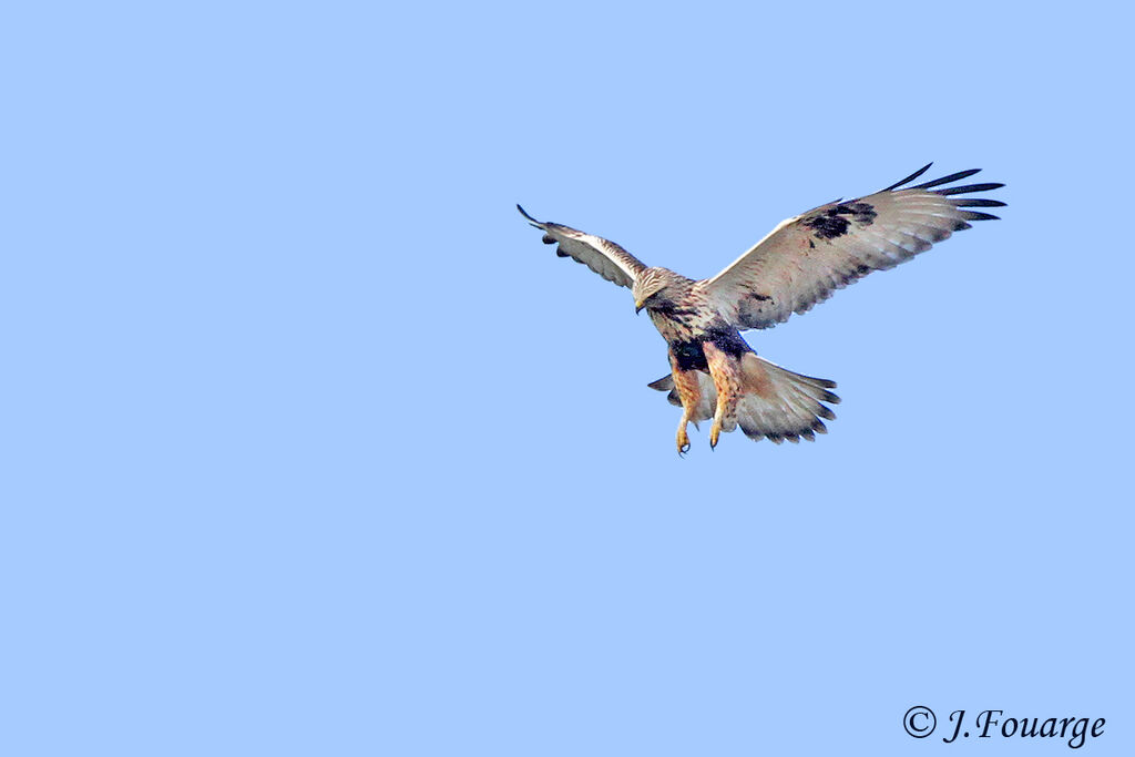 Rough-legged Buzzard, Flight