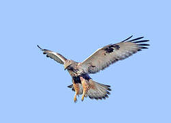 Rough-legged Buzzard