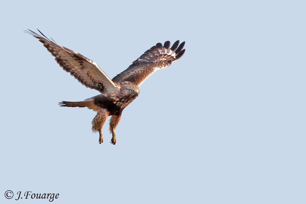 Rough-legged Buzzard, Flight