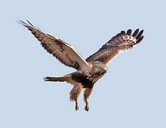 Rough-legged Buzzard