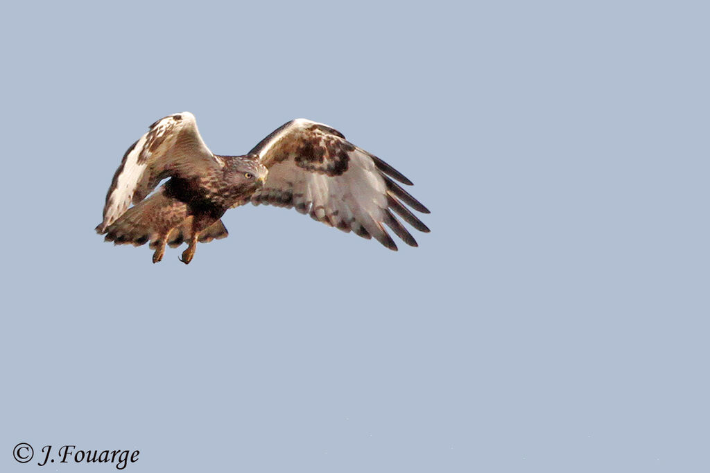 Rough-legged Buzzard, Flight