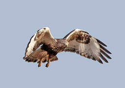 Rough-legged Buzzard