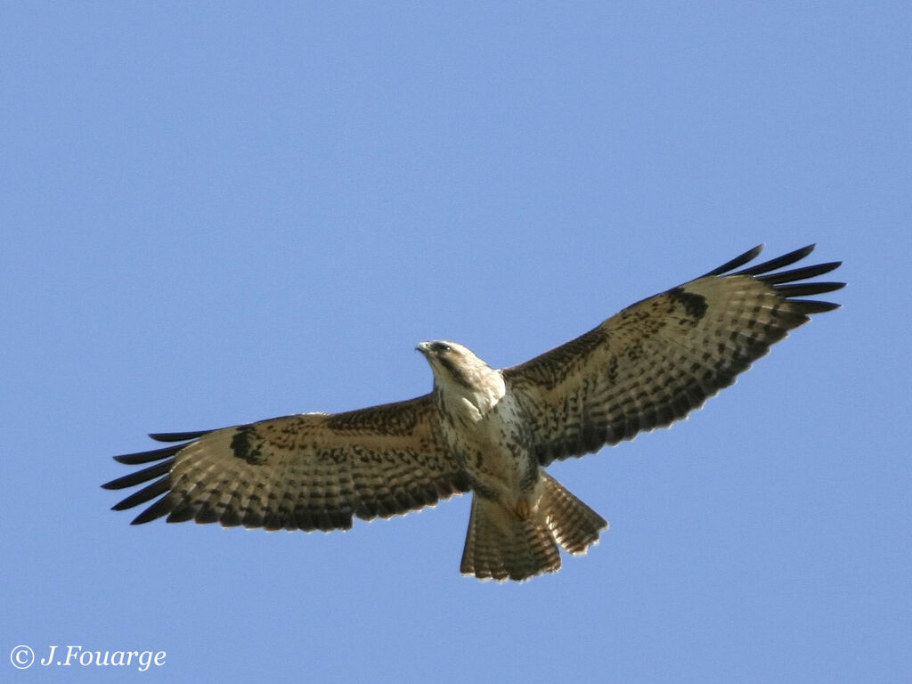 Common Buzzard