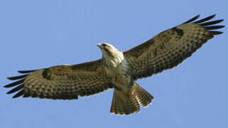 Common Buzzard