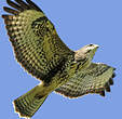 Buse variable