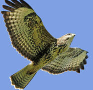 Common Buzzard