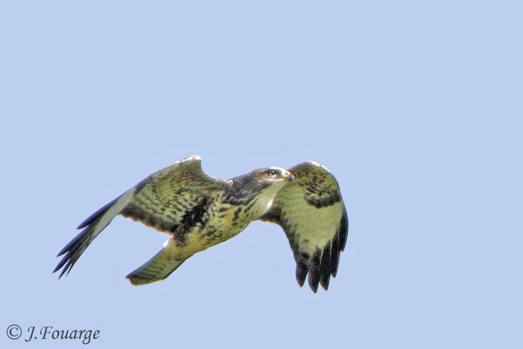 Common Buzzardjuvenile, Flight