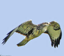 Common Buzzard