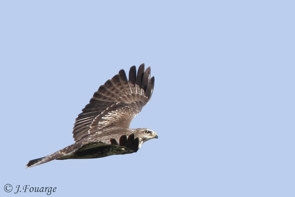 Common Buzzardjuvenile, Flight