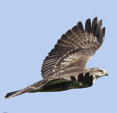 Buse variable