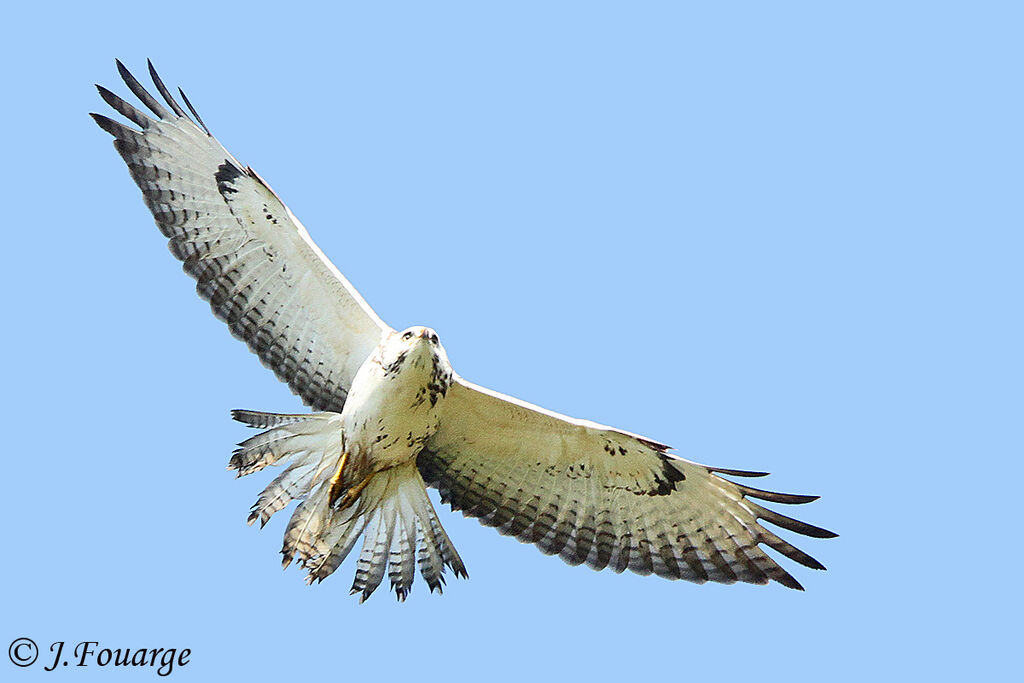 Common Buzzard, Flight