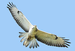 Common Buzzard