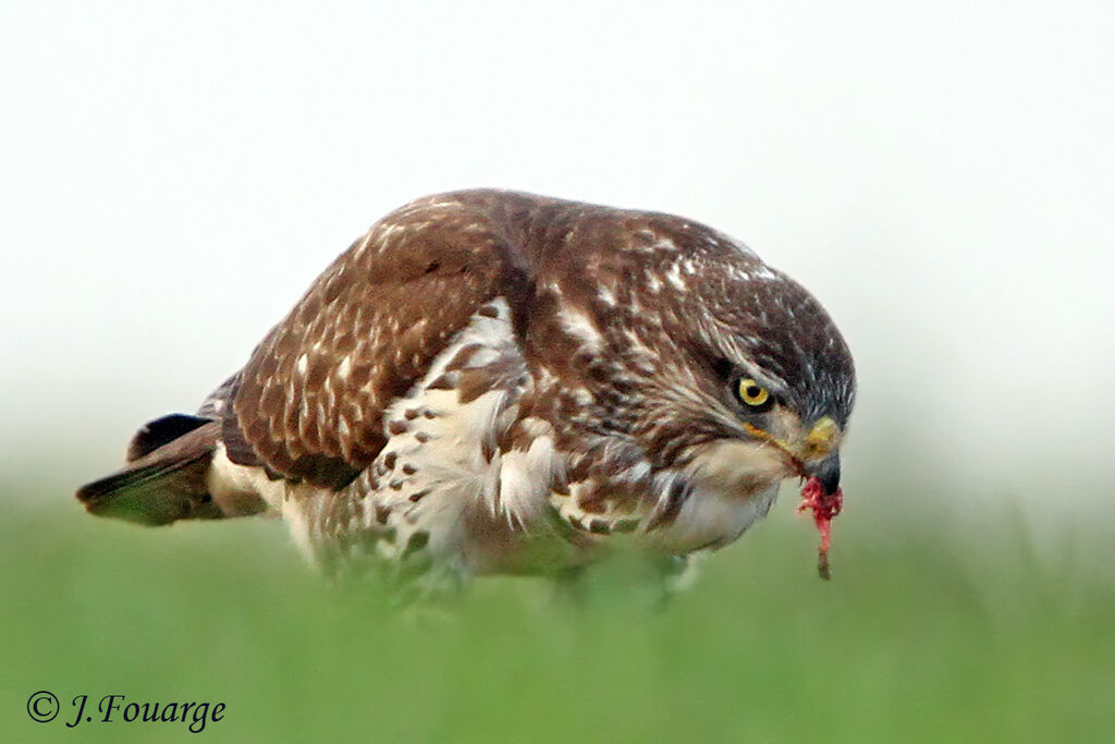 Common Buzzard, identification, feeding habits, Behaviour