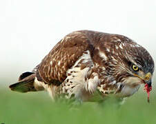 Common Buzzard