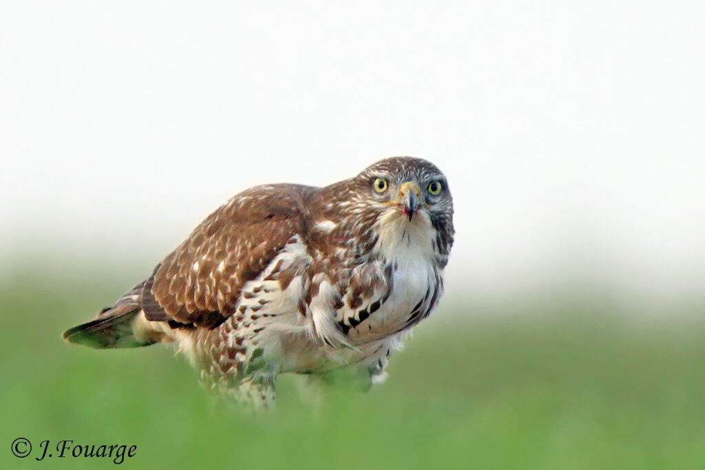 Common Buzzard, identification, Behaviour