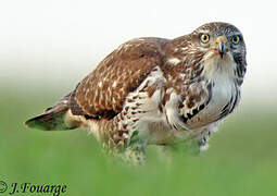 Common Buzzard