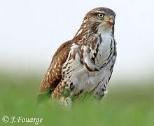 Common Buzzard