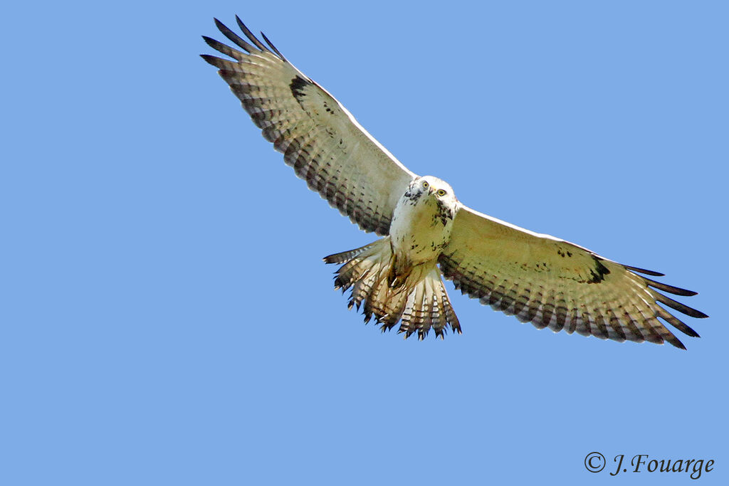 Common Buzzard, identification