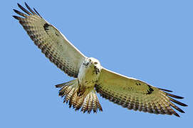 Buse variable