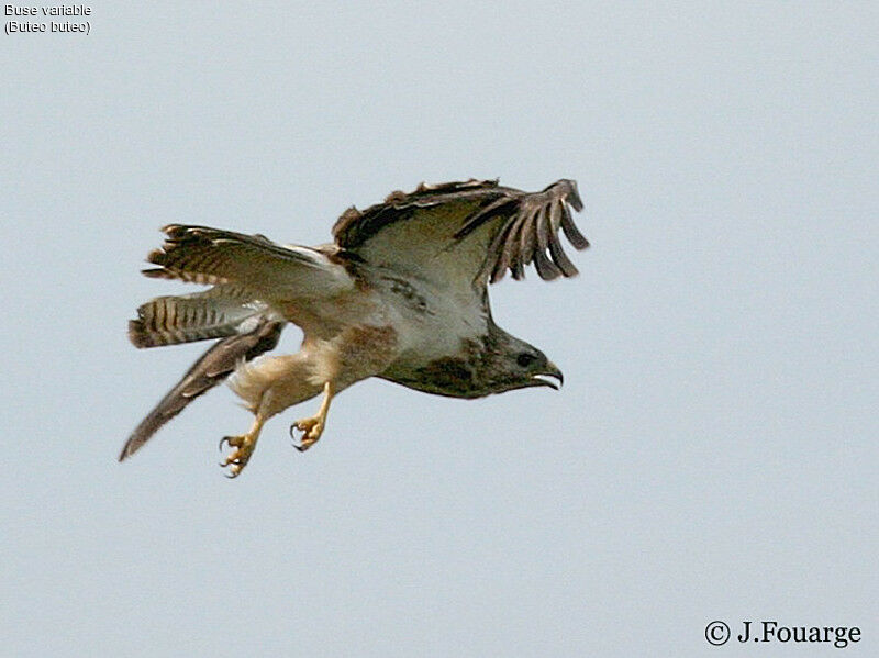 Common Buzzard