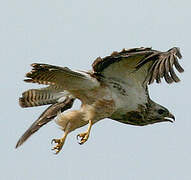 Common Buzzard