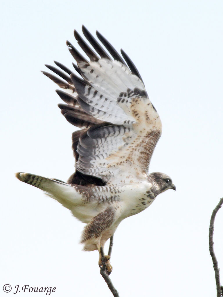 Common Buzzard, identification