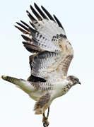 Common Buzzard