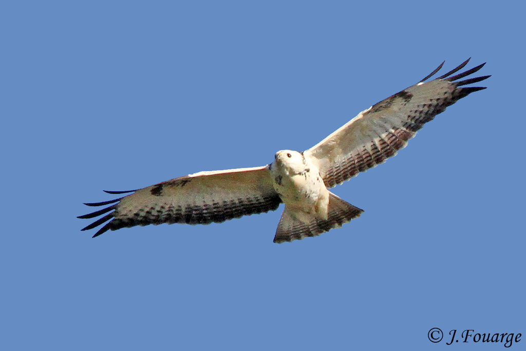 Common Buzzard, Flight