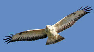 Common Buzzard