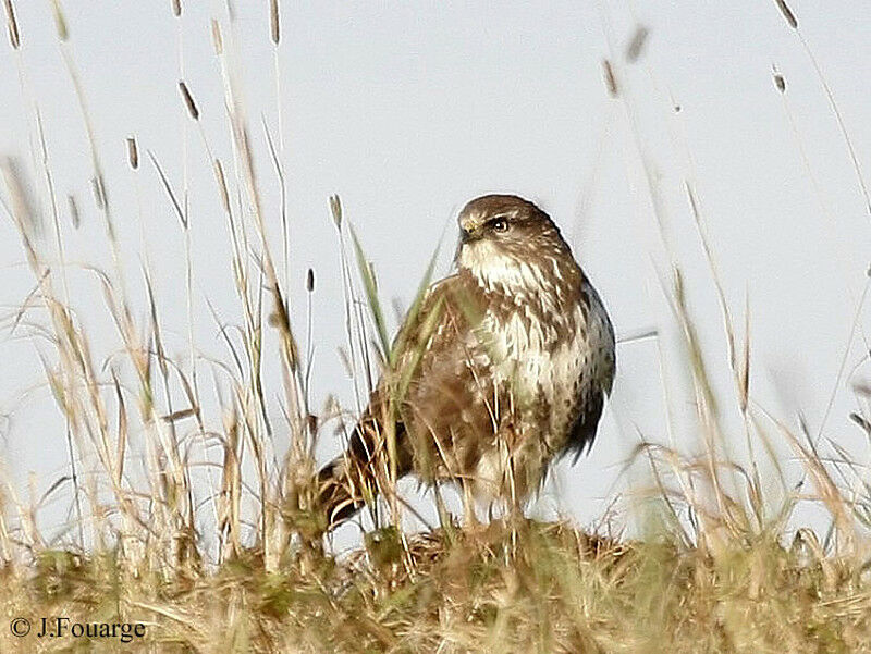 Common Buzzard