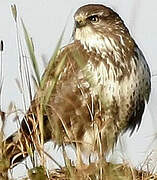 Common Buzzard