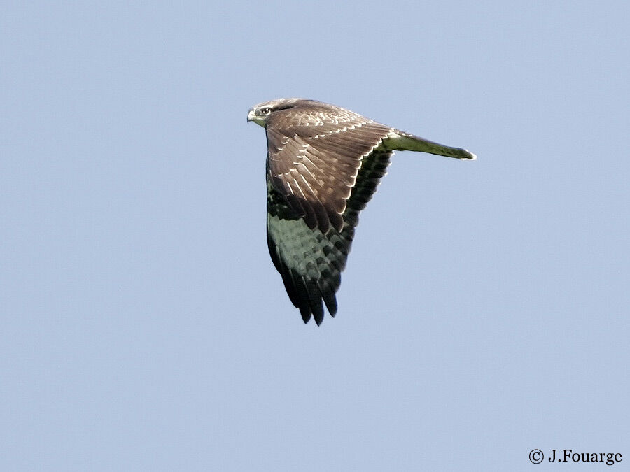 Common Buzzard