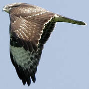 Common Buzzard