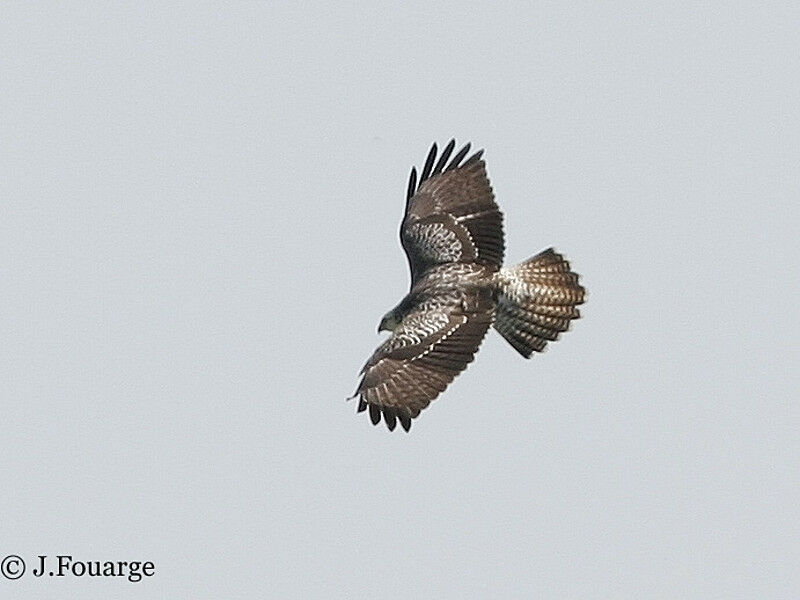 Common Buzzard