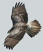 Common Buzzard