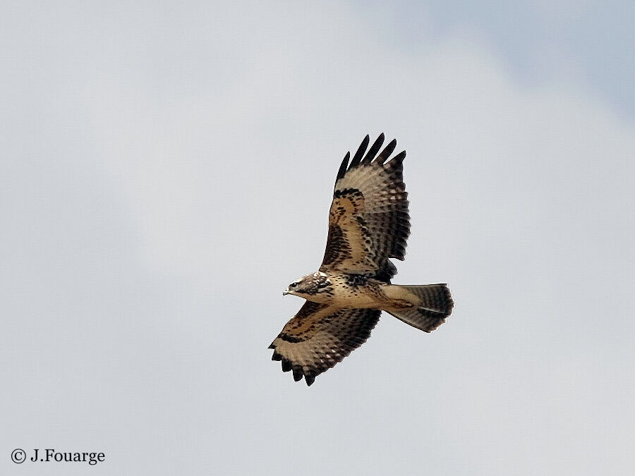 Common Buzzard