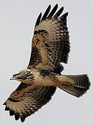 Common Buzzard