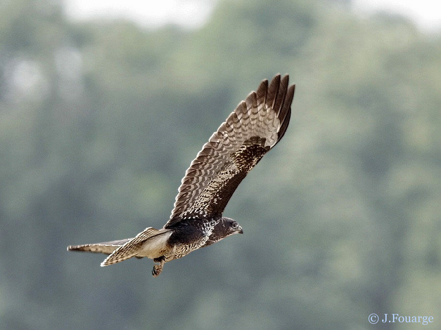 Buse variable