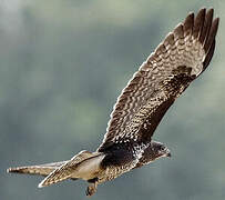 Common Buzzard