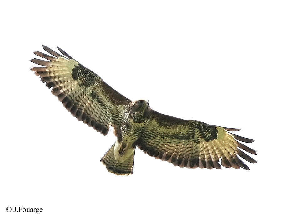 Common Buzzard