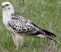 Common Buzzard