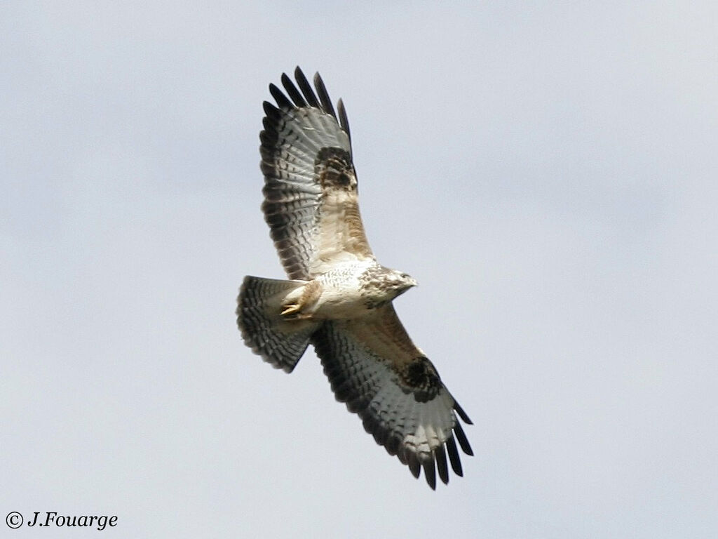 Common Buzzard