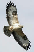 Common Buzzard