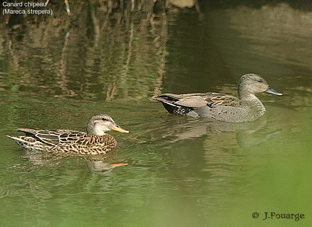 Canard chipeau