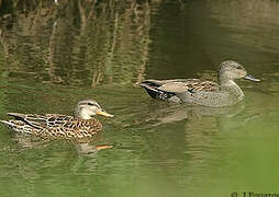 Canard chipeau